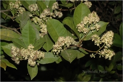 Zanthoxylum ovalifolium